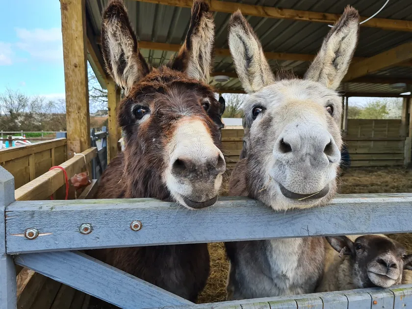 Donkey Ride
