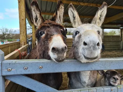 Donkey Ride Donkey Ride Image
